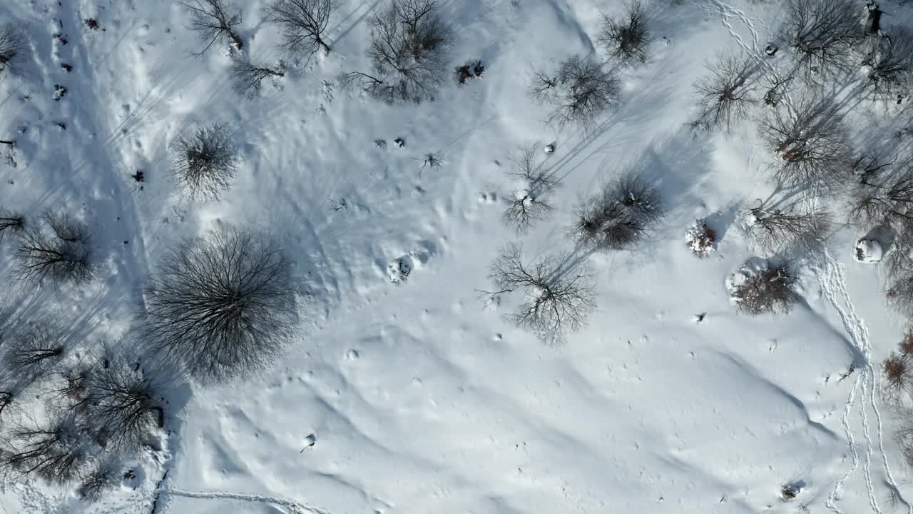 鸟瞰图，冬天积雪覆盖，树木散落视频素材