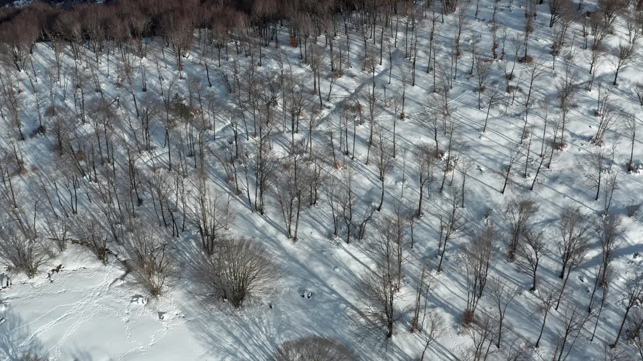 冬天，光秃秃的树木投下长长的阴影，一片白雪皑皑的森林视频素材