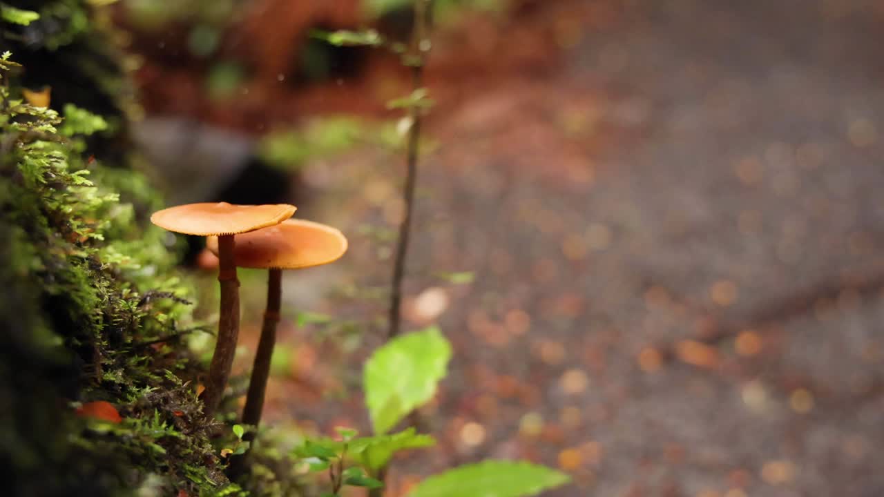 热带雨林小径上的蘑菇视频素材