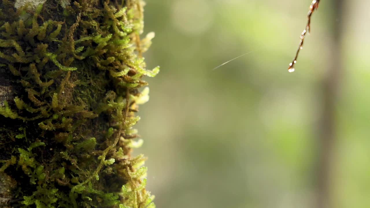 雨林中长满苔藓的树视频素材