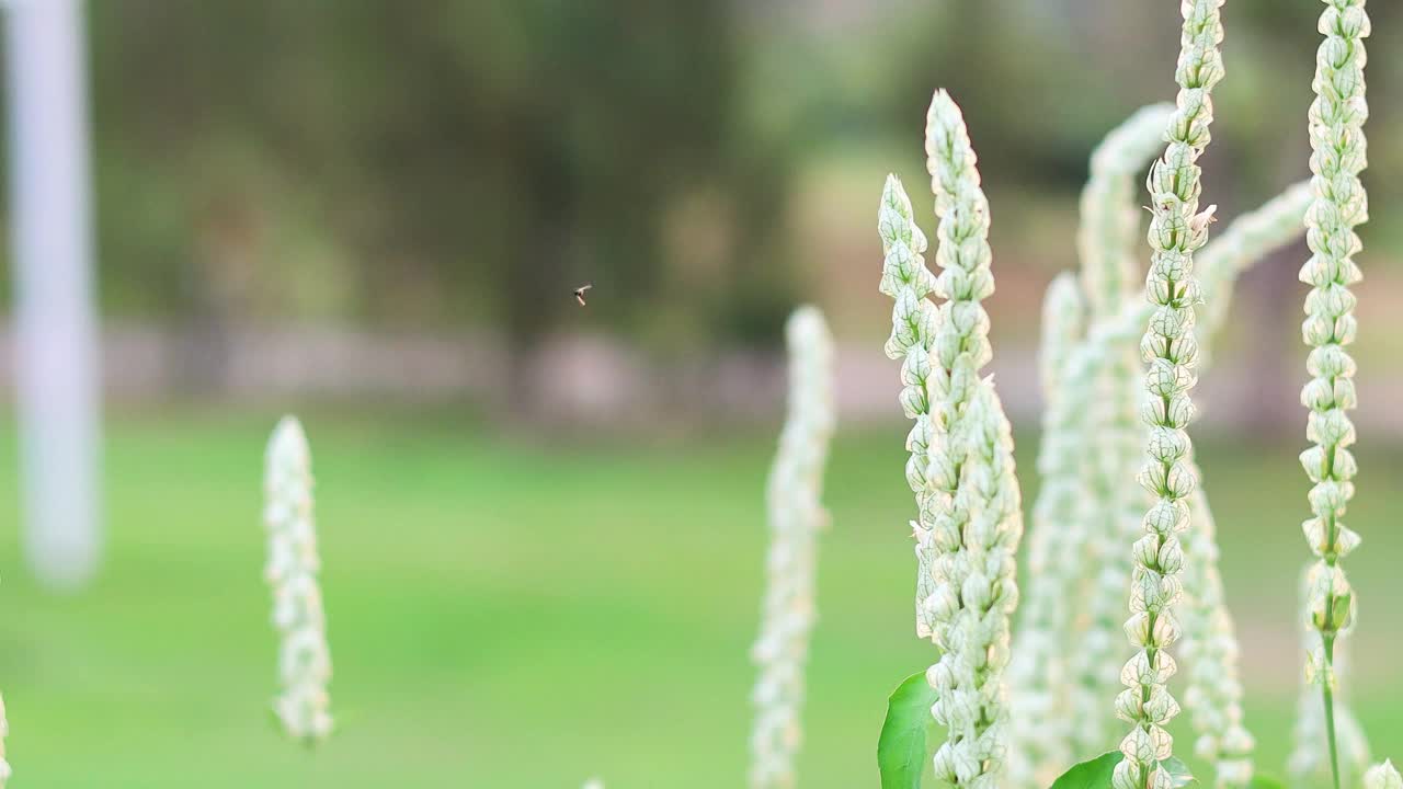 考艾公园的开花植物视频素材