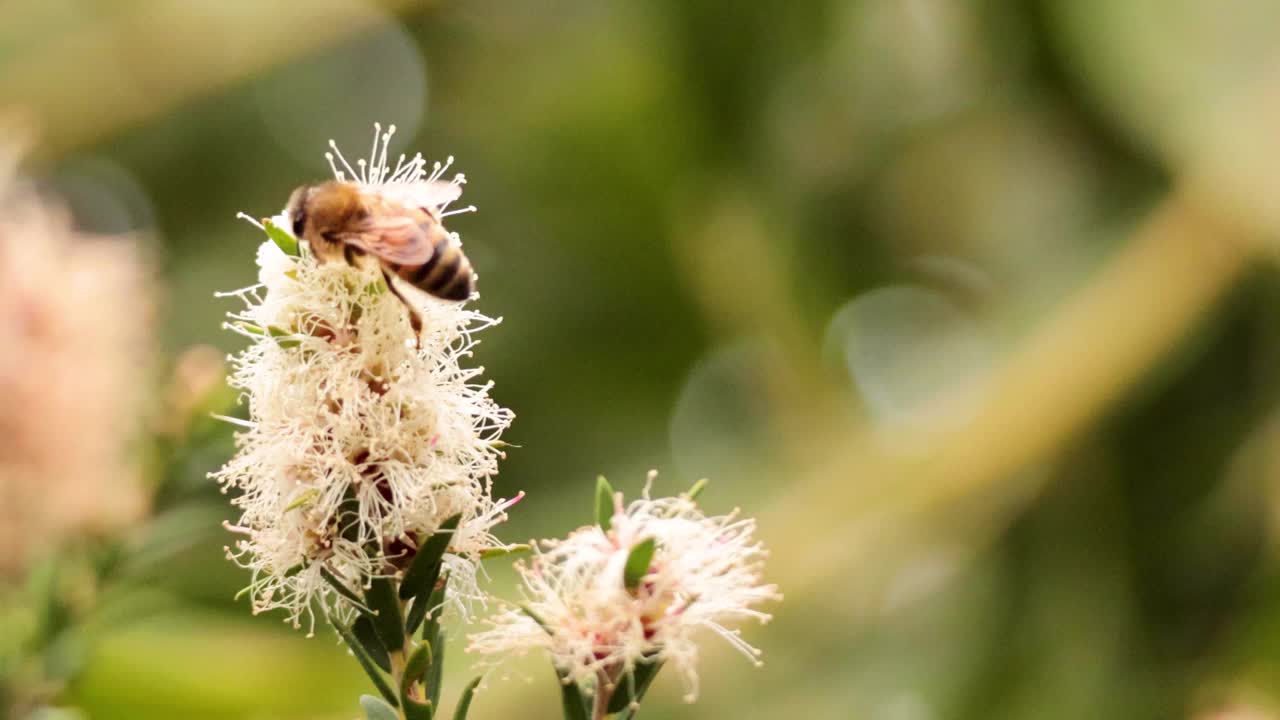 蜜蜂在墨尔本为花授粉视频素材