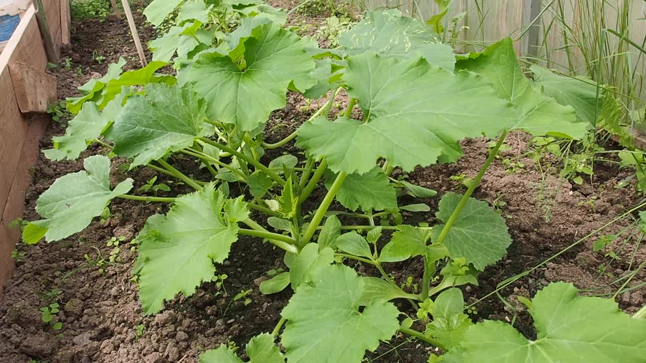 绿西葫芦灌木是用喷壶浇灌的。在花园床上种植西葫芦。视频素材