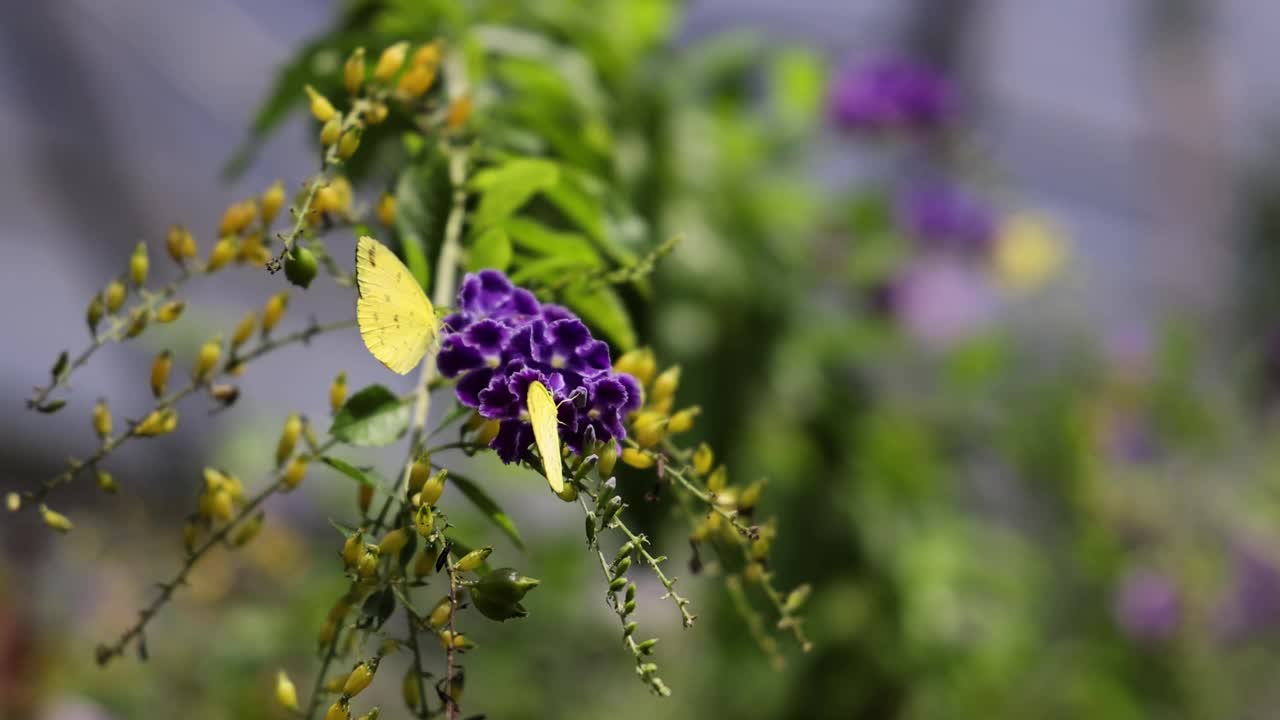 花和叶子上的蝴蝶视频素材