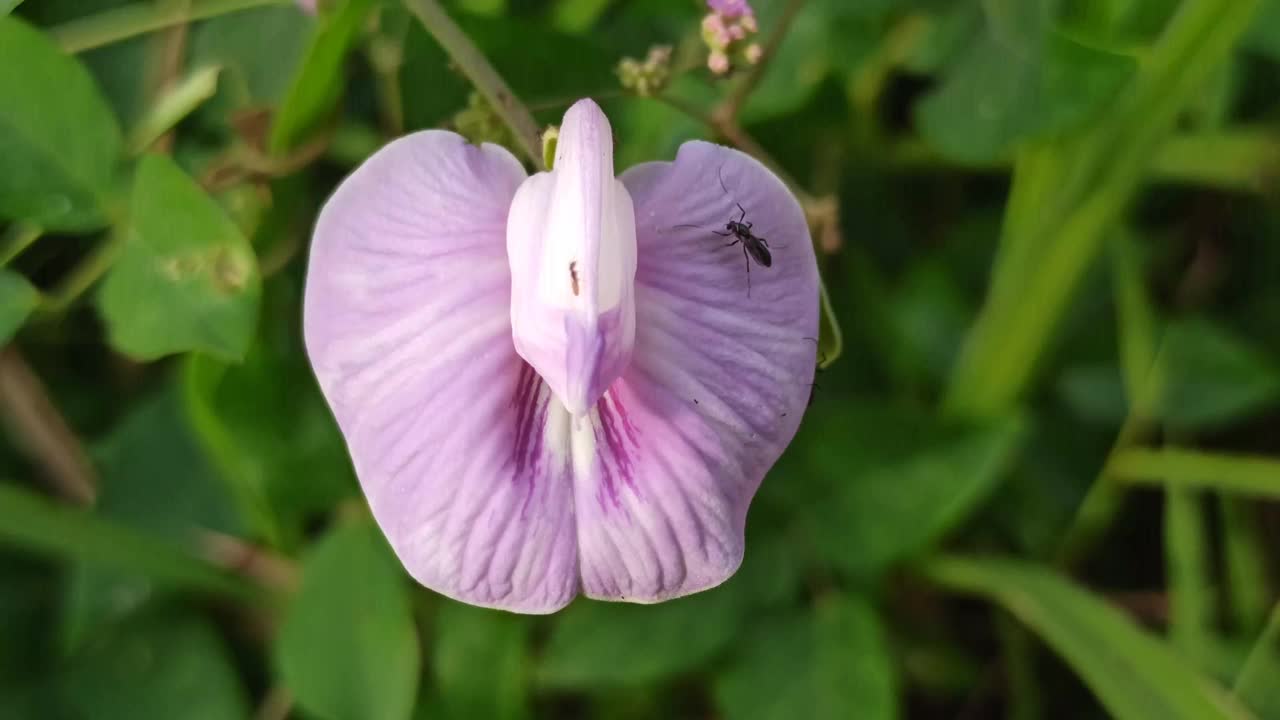 豌豆花视频素材