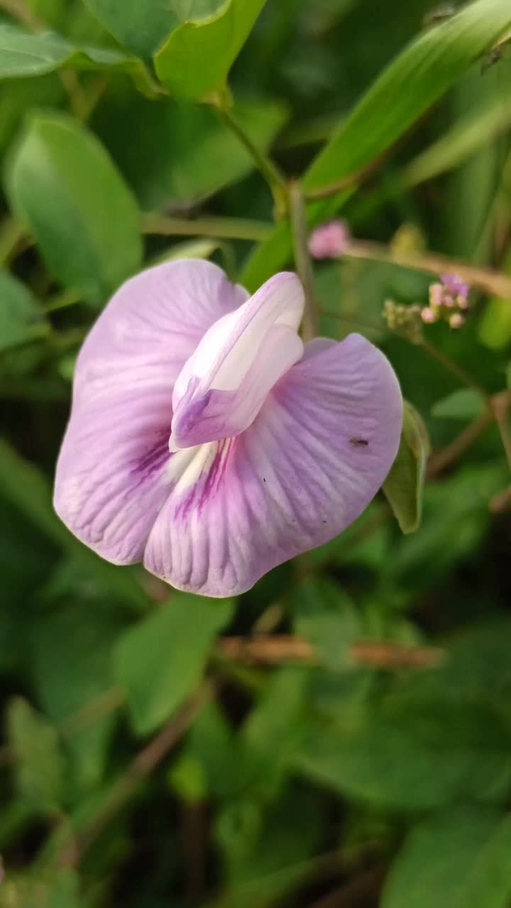 豌豆花视频素材