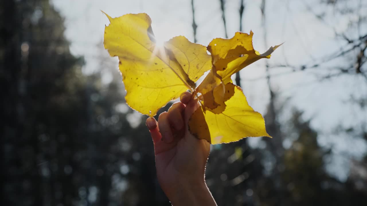 在阳光下，手与亮黄色的叶子，特写。面目全非的女人朝太阳挥舞着秋叶。心情落，感觉落。视频素材