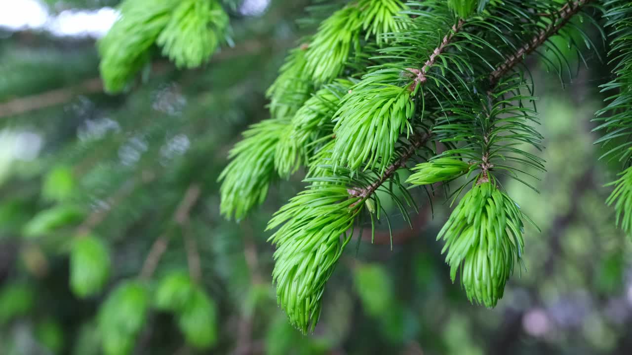 云杉树枝在风中摇曳。视频下载