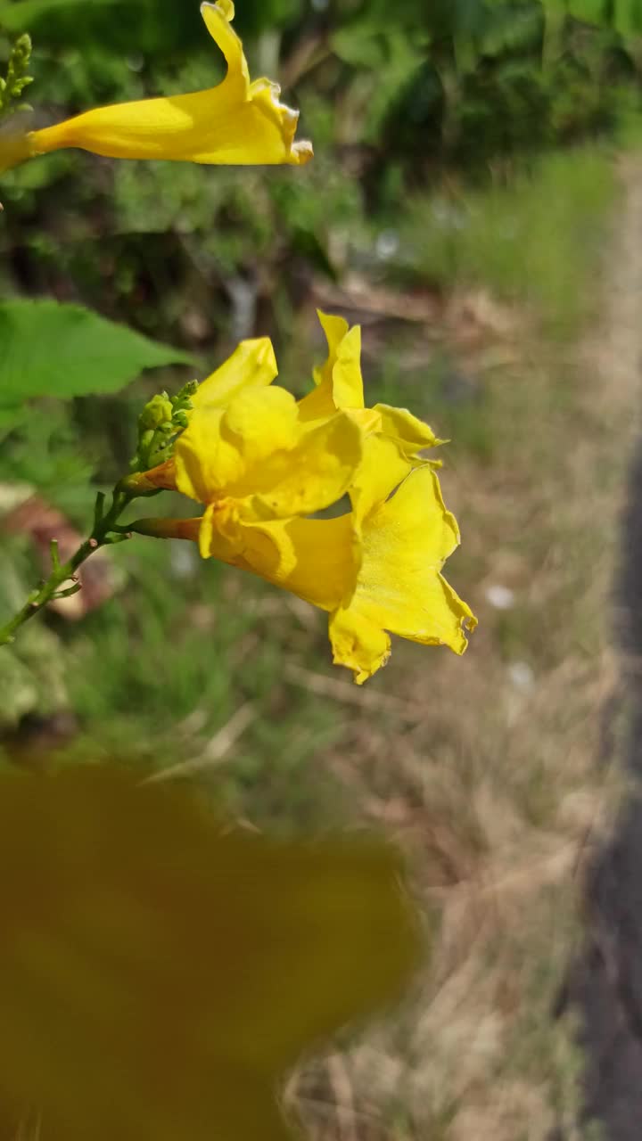 黄接骨木花视频素材