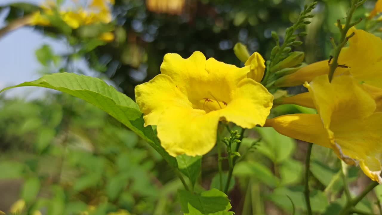 黄接骨木花视频素材