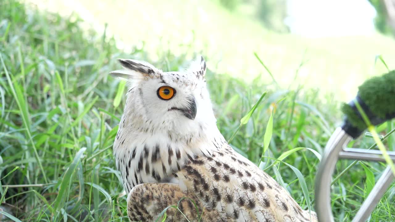 幼年欧亚鹰鹰鸮生活在自然界视频素材