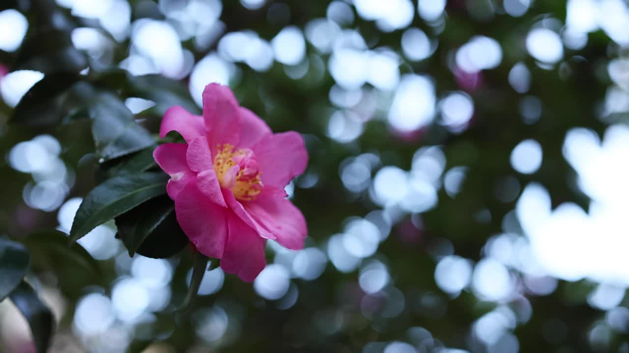 墨尔本花园的粉红之花视频素材