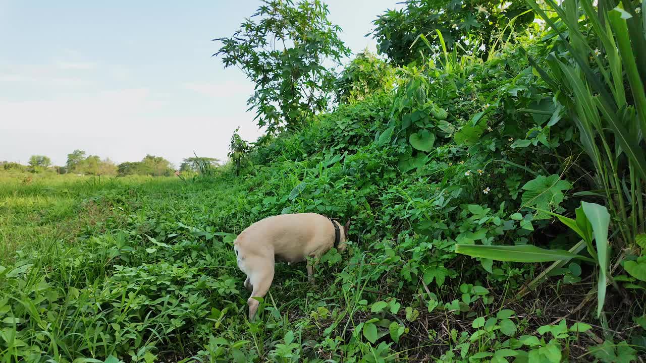 法国斗牛犬在灌木丛里大便。视频下载