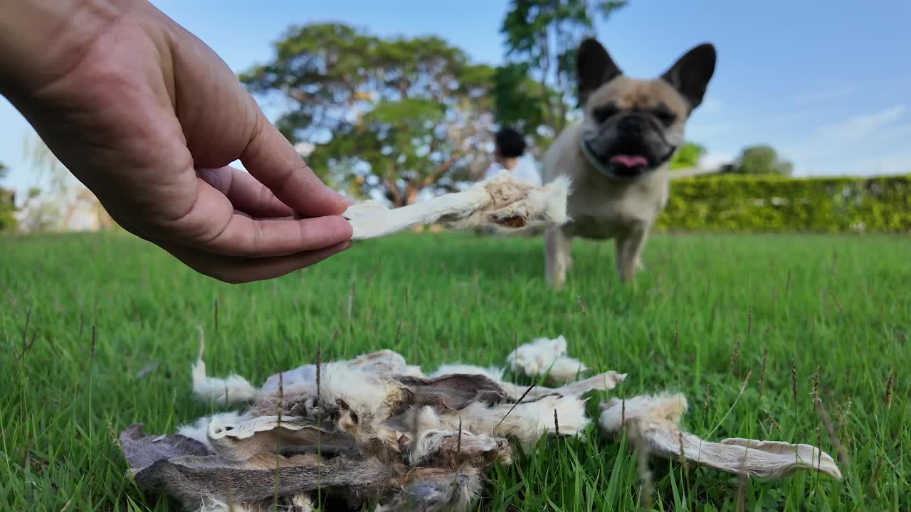 一个拿着兔子耳朵的人在田野里给狗吃零食。视频素材