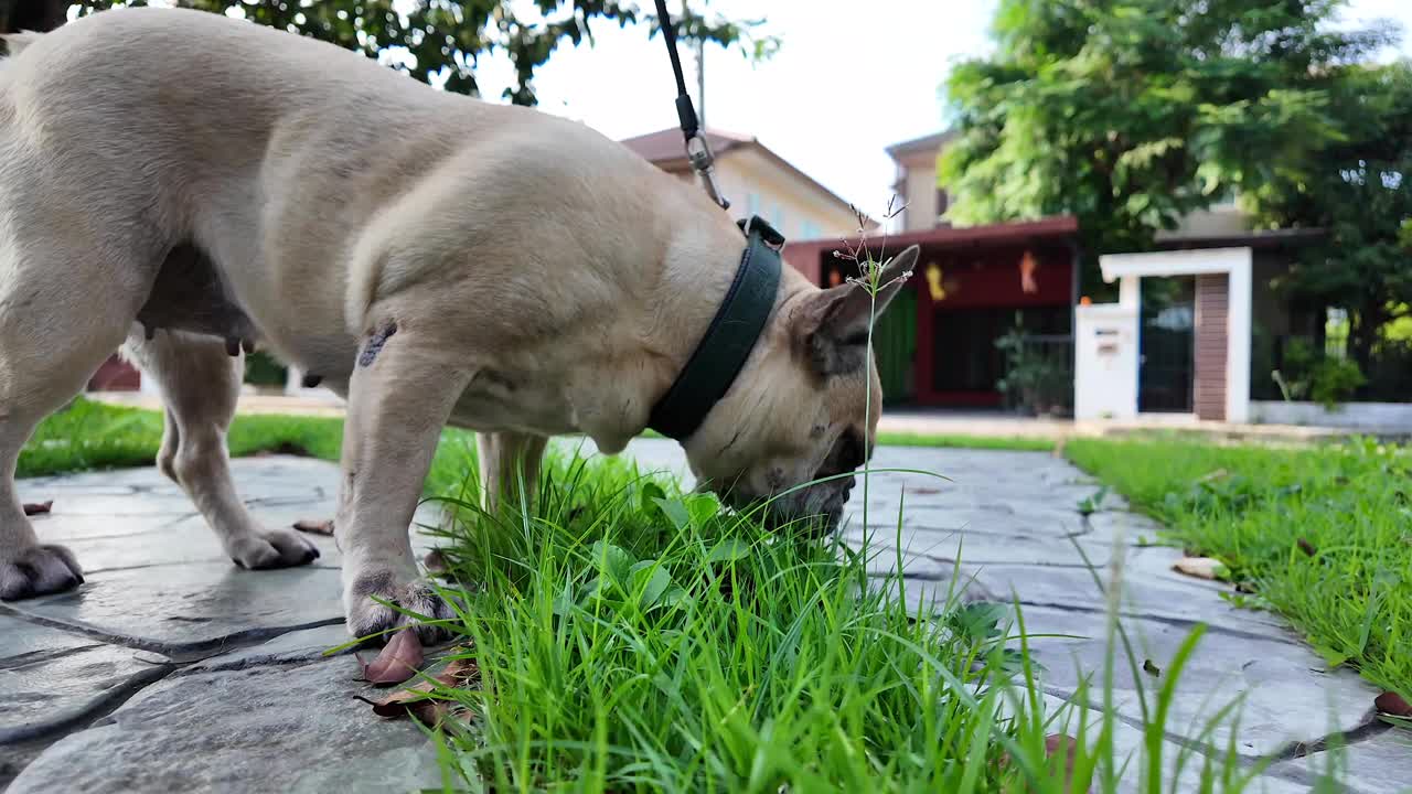 狗在花园里吃草。视频下载