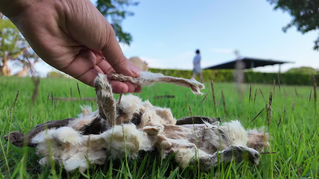 4K慢动作手持干兔耳用于野地狗零食。视频下载