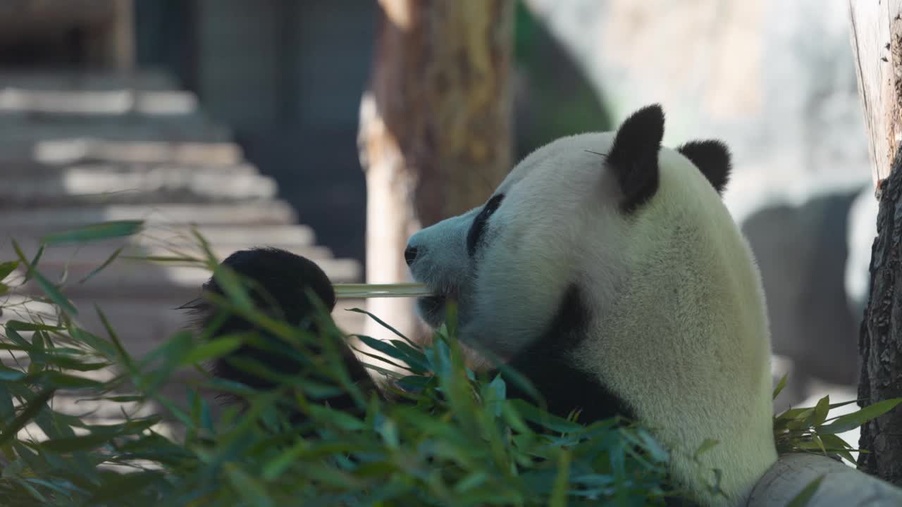 可爱的熊猫在吃竹竿。大熊猫吃竹子的绿芽。4K慢动作120fps视频。视频素材