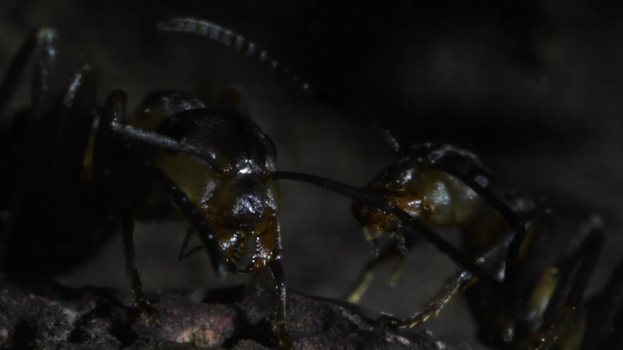 蚁丘里的蚂蚁视频素材