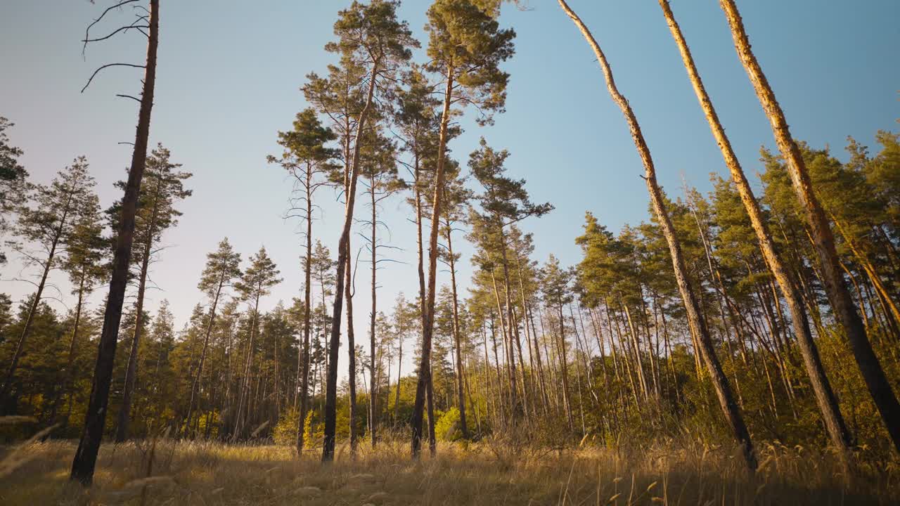 在阳光明媚的夏日森林里，高大的松树映衬着蓝天和草地。美丽的大自然在阳光明媚的秋天。风景乡村景色与阳光和耀斑。视频下载