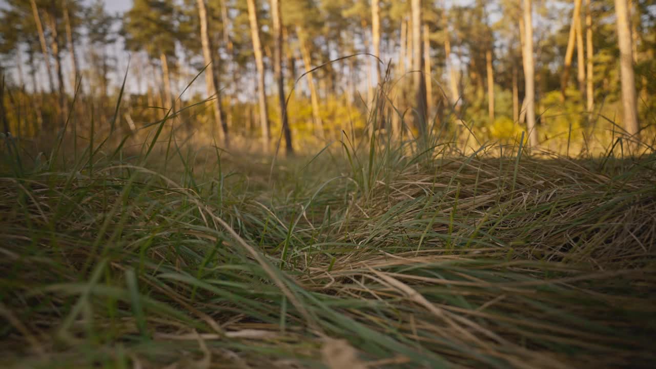 夕阳下，松林草地上的黄绿秋草，电影般的POV慢动作镜头。阳光明媚的秋天，森林里的大自然之美。广角眺望乡村风光。视频下载