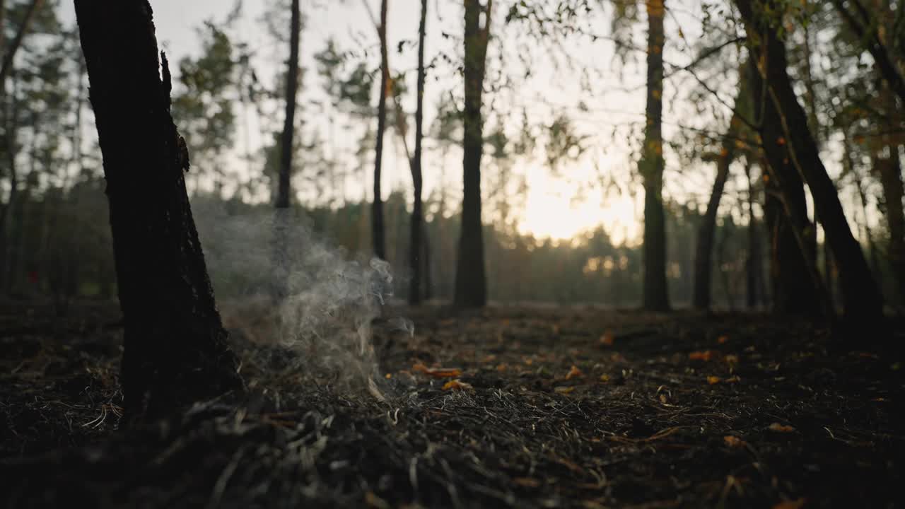 近距离慢镜头穿过森林大火后燃烧的草地。烧焦的土地，烧焦的草和树木，自然灾害，战争。视频素材