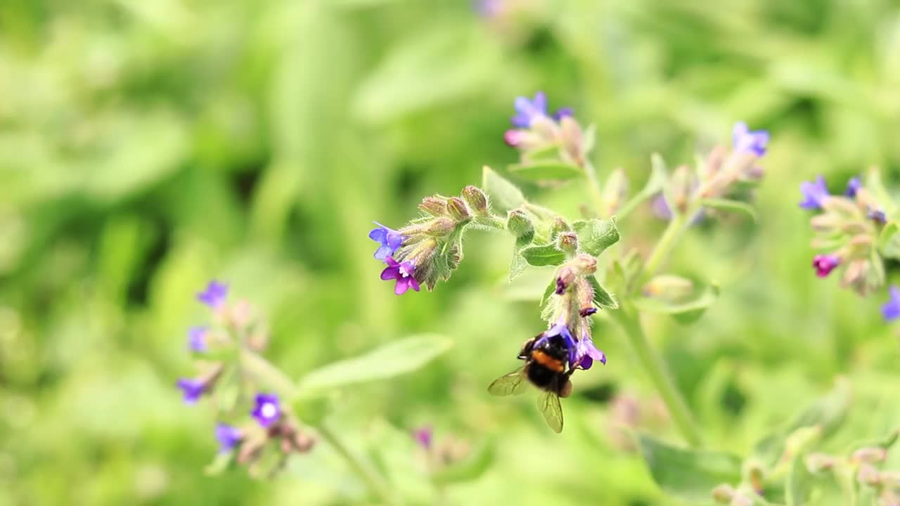 蜜蜂从野花中采集花蜜视频素材