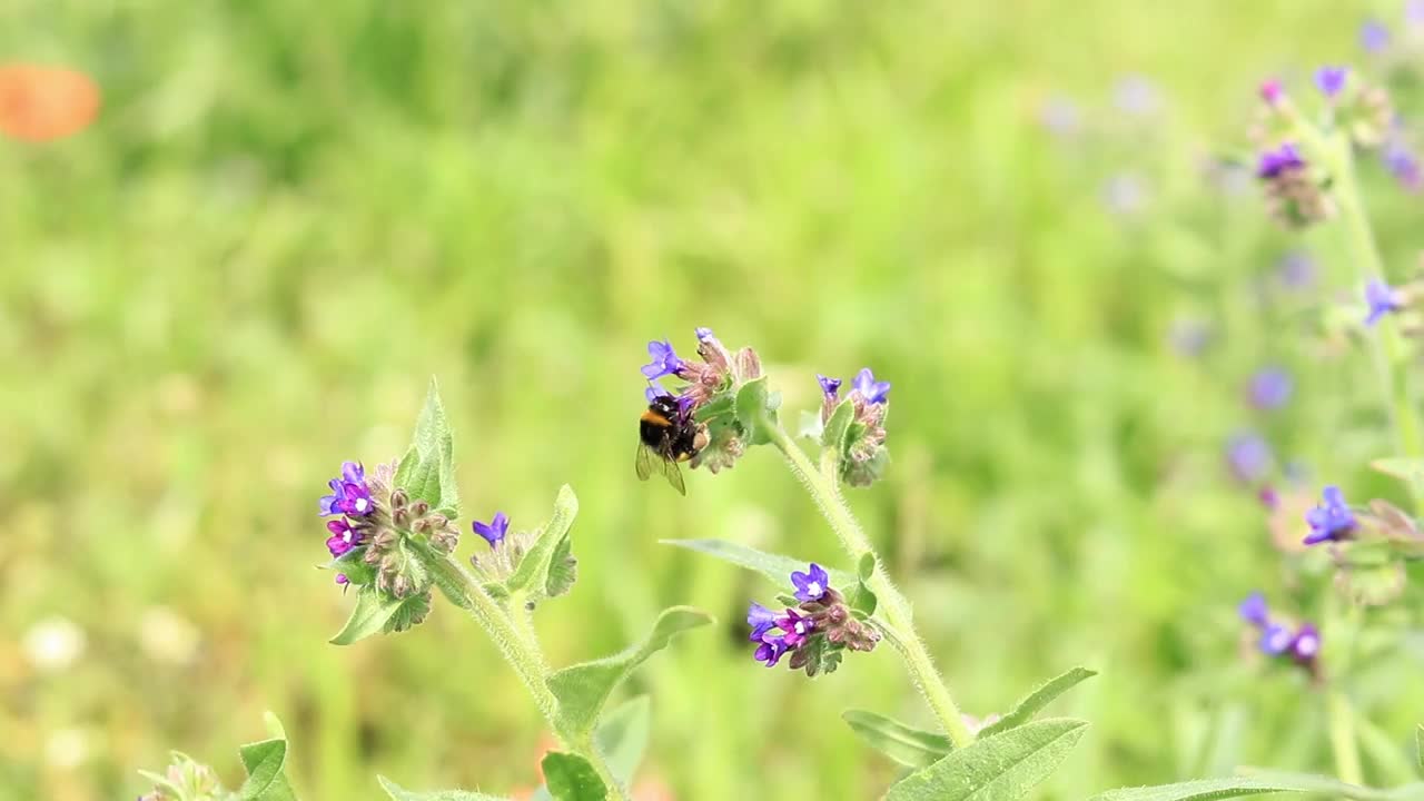 蜜蜂从野花中采集花蜜视频素材