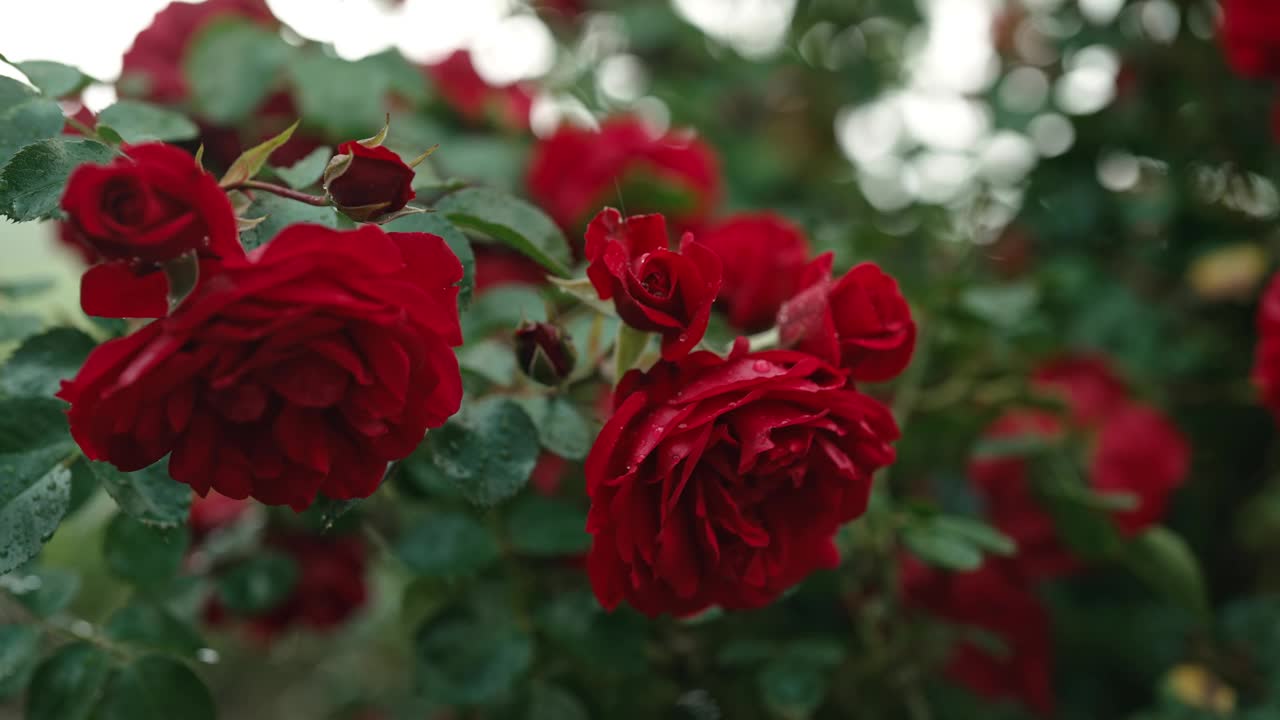 神奇的红玫瑰丛花，雨滴。花卉浪漫花园背景。视频素材