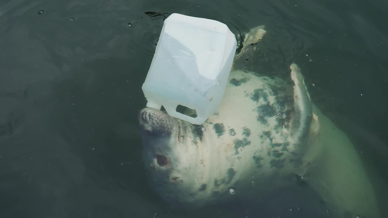 海洋馆中灰海豹与塑料容器的互动与环保。大西洋海豹在水中近距离游泳视频素材