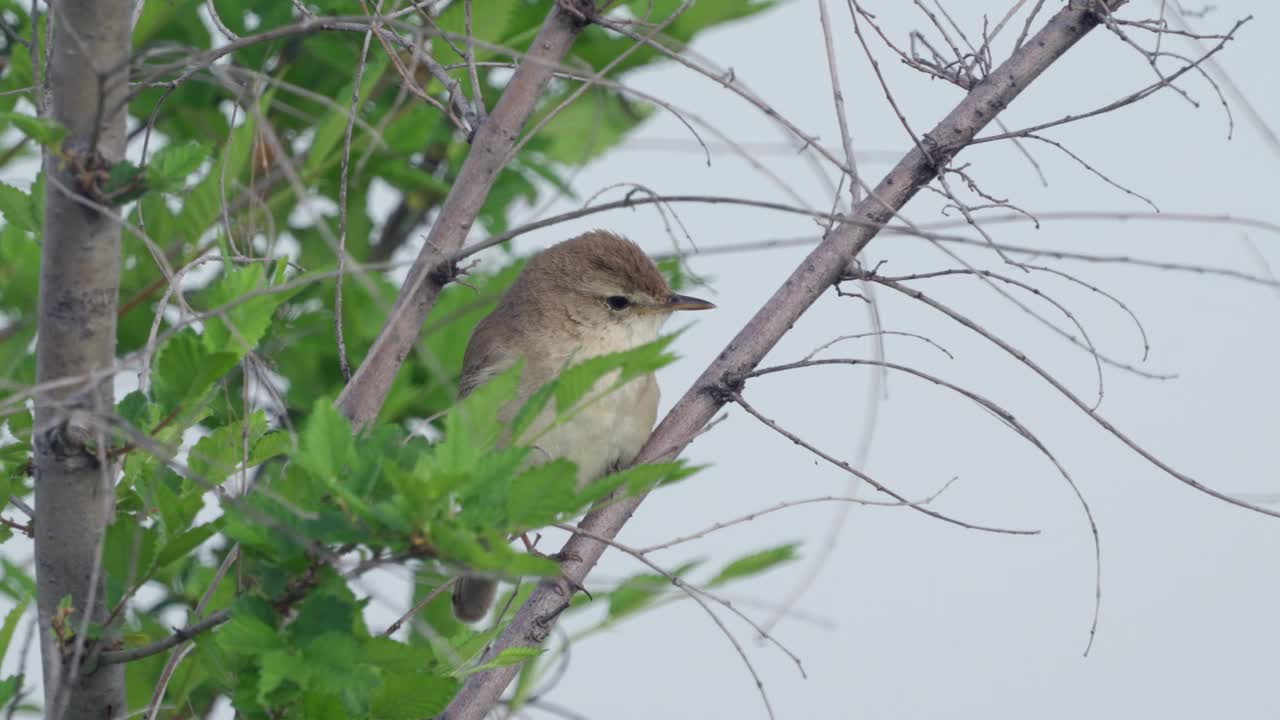 靴莺(Iduna caligata)鸟坐在灌木丛的树枝上啾啾。视频素材