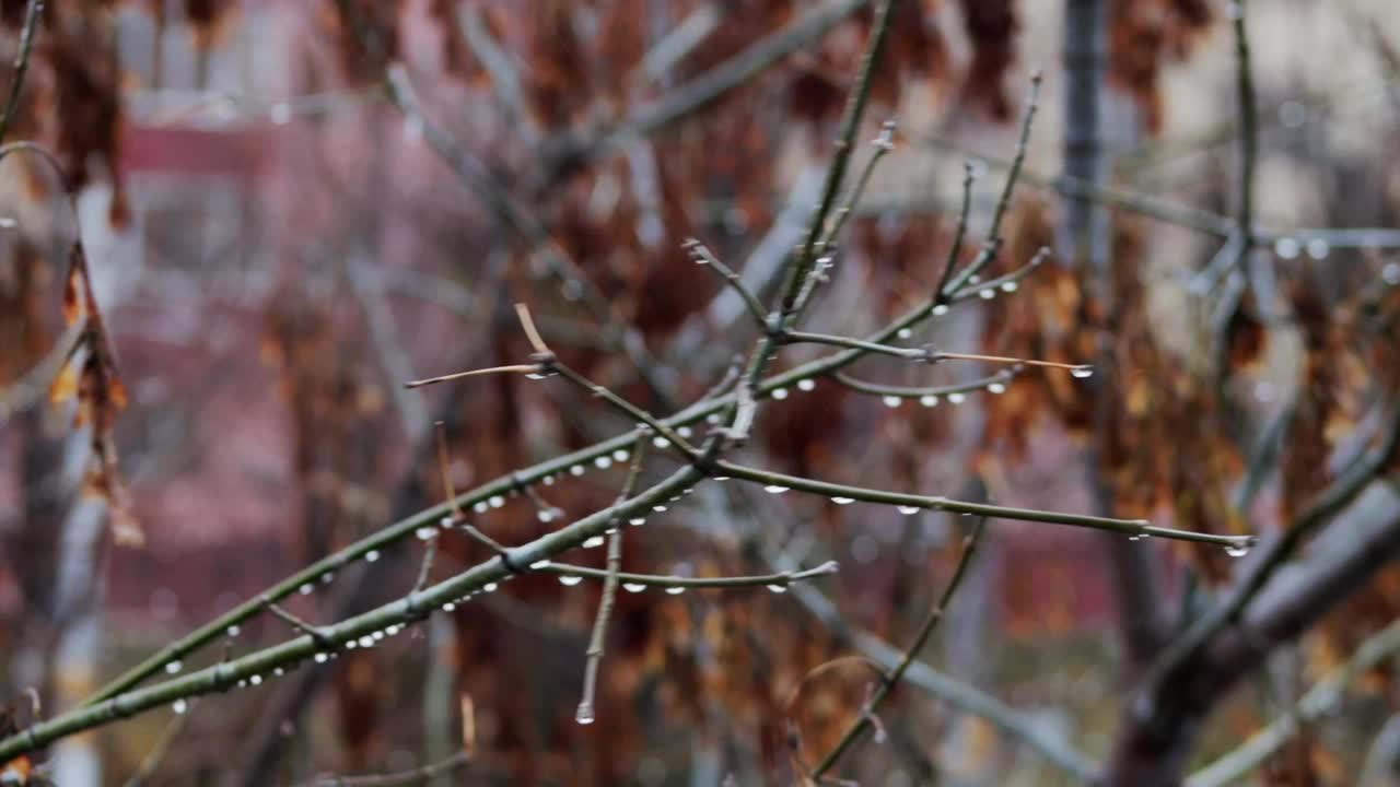 金合欢树的种子和褐色的叶子在秋雨中随风摇摆。十一月天气寒冷多风，自然视频下载