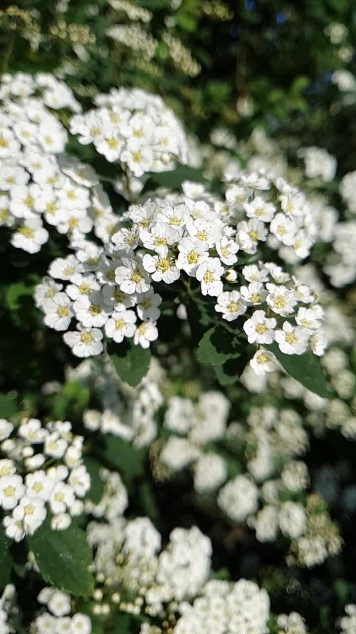 花鸟樱桃树视频素材