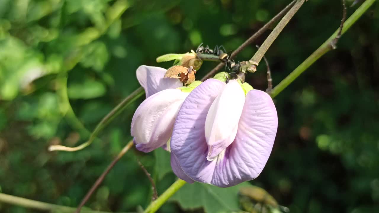 豌豆花视频素材