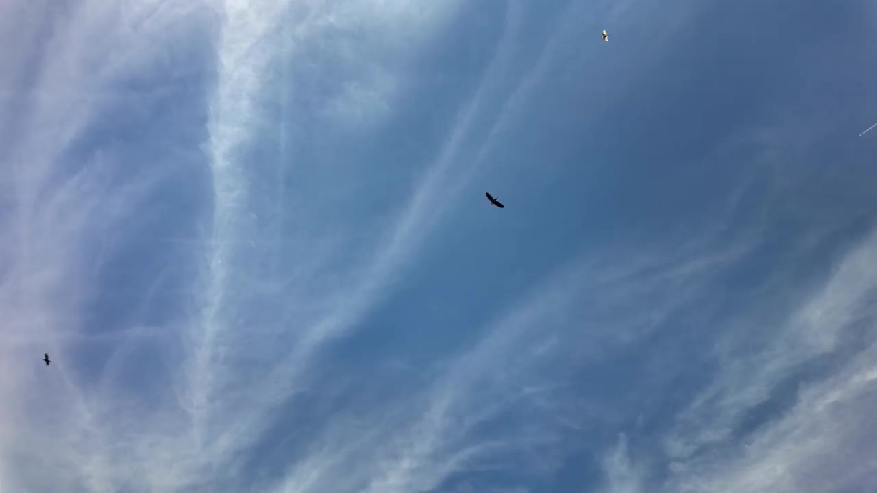 一群候鸟在空中飞翔视频素材