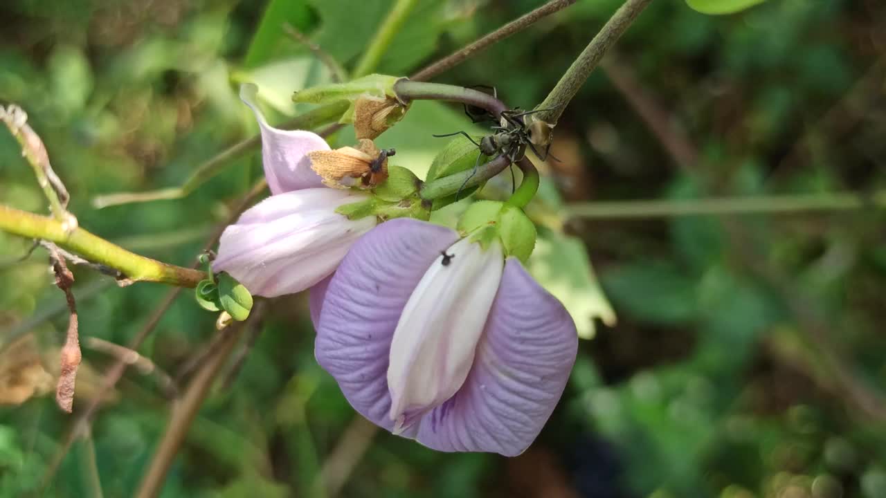 豌豆花视频素材