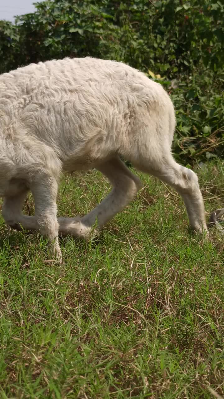 可爱的山羊视频素材