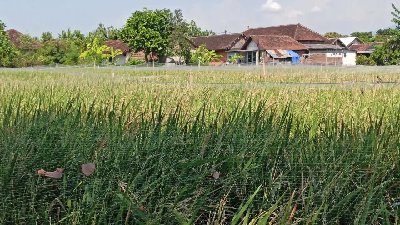 水稻农场视频素材