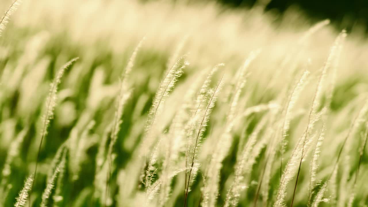 美丽的草地，鲜花和阳光。视频下载