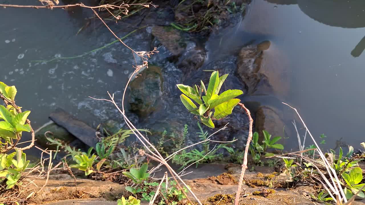 随着时间的流逝，看到了一条非常平静的河流视频下载