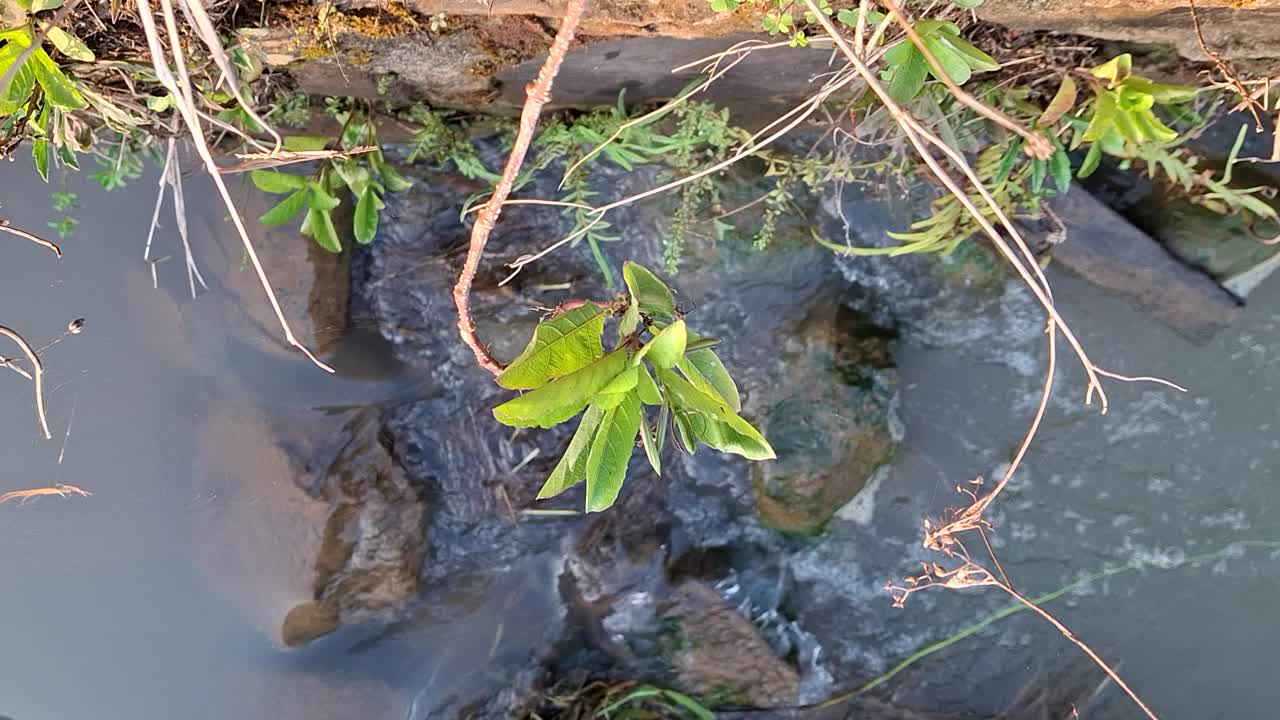 随着时间的流逝，看到了一条非常平静的河流视频下载