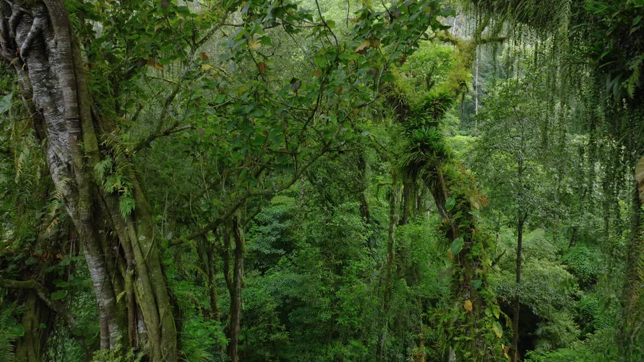 热带森林中巨大的缠绕树干。无人机拍摄的巴厘岛。视频素材