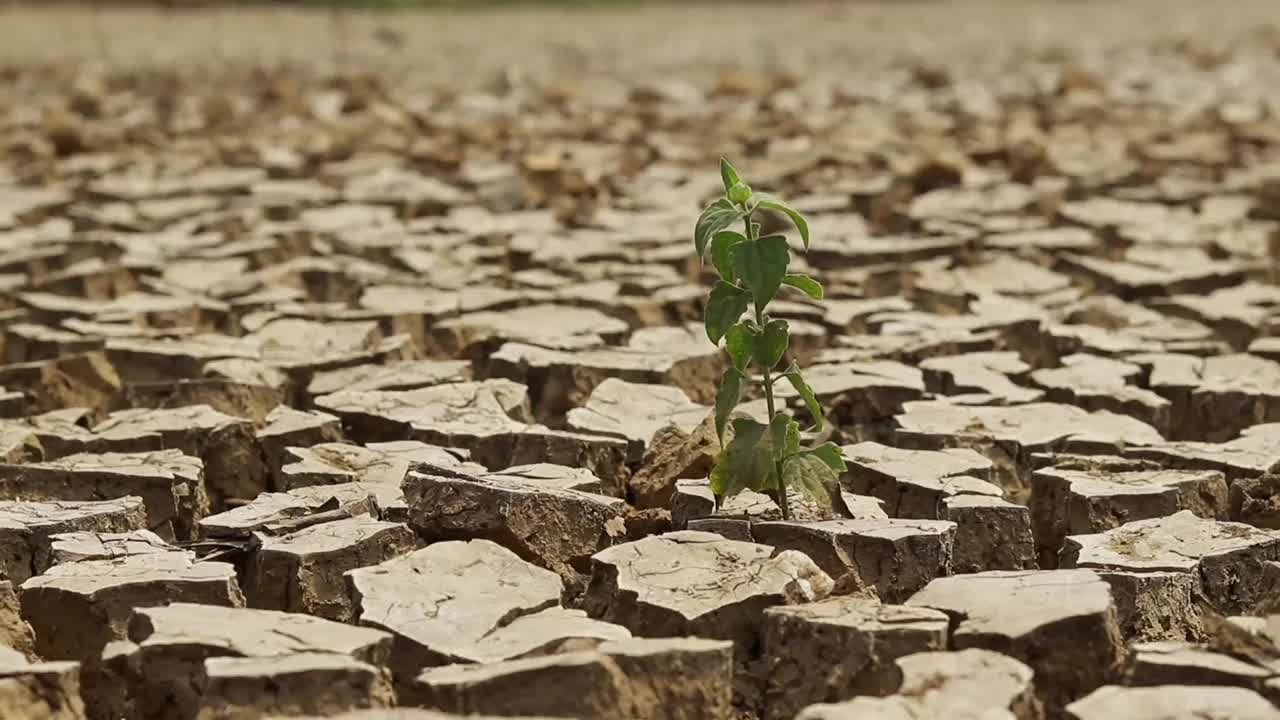 由于水或雨的危机，在印度干旱土地或干裂土地上的植物与复制空间视频下载