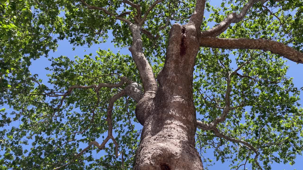 从地面到天空，绿树成荫，碧空如也，引人注目。视频下载