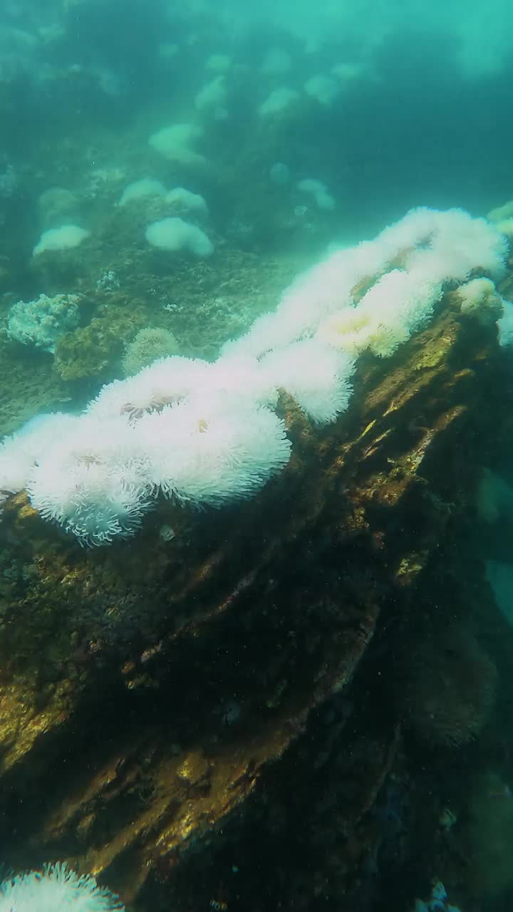 珊瑚白化事件作为气候危机视频下载