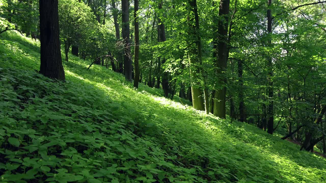 背着双肩包的男子穿过夏日的绿色森林，捷克风景视频素材