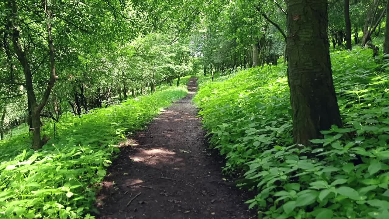 漫步在夏日的绿色森林中，慢动作，捷克风景视频素材