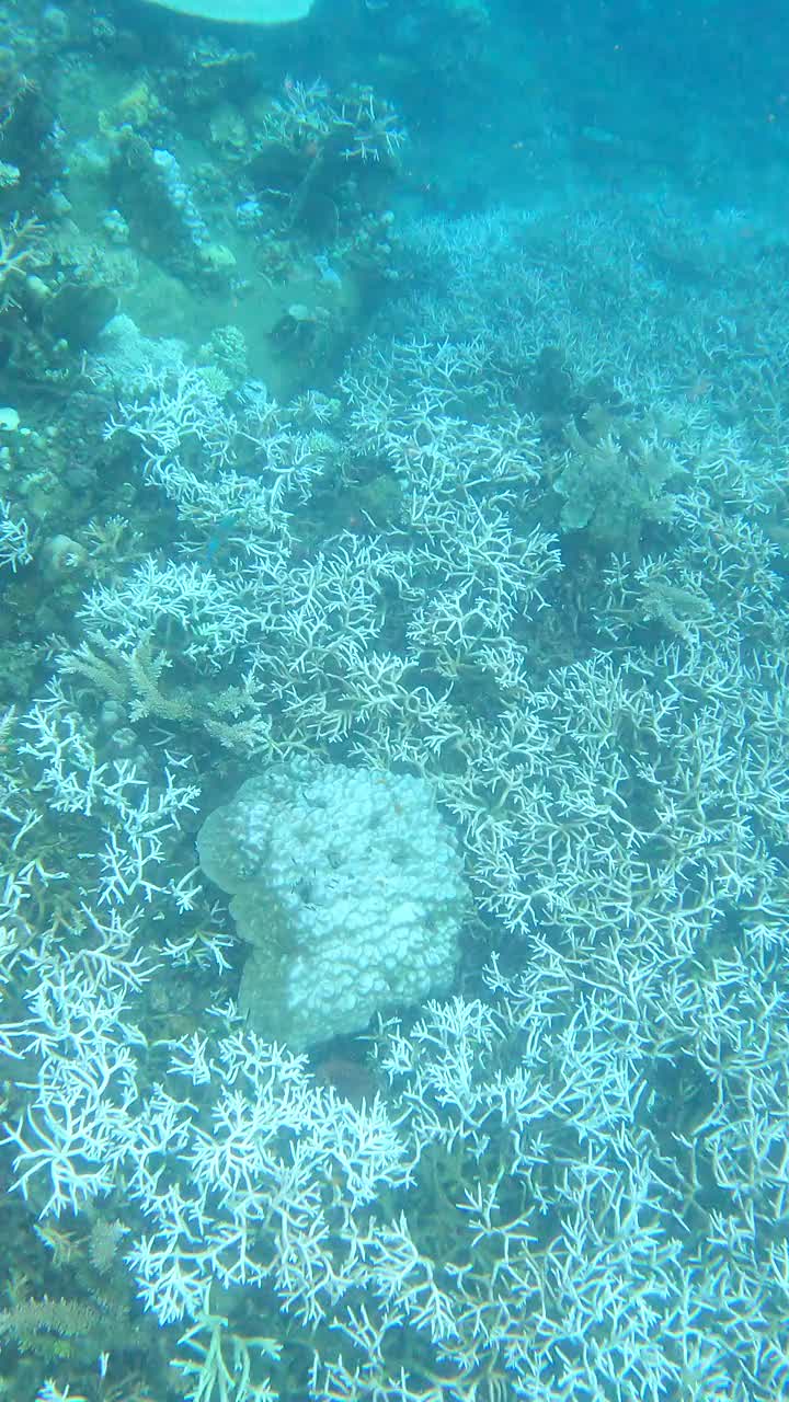 潜水时海底珊瑚白化事件作为气候危机视频下载