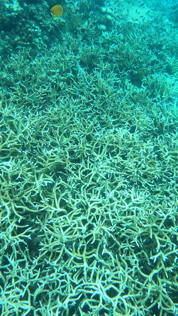 海景清澈的海水，有珊瑚和鱼群视频下载