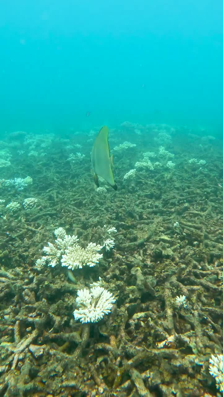 长鳍蝙蝠鱼在漂白的珊瑚周围游动视频下载