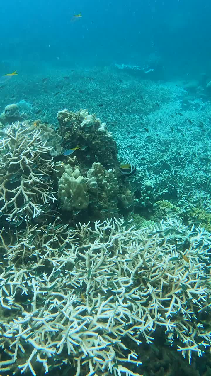 海景清澈的海水，有珊瑚和鱼群视频下载